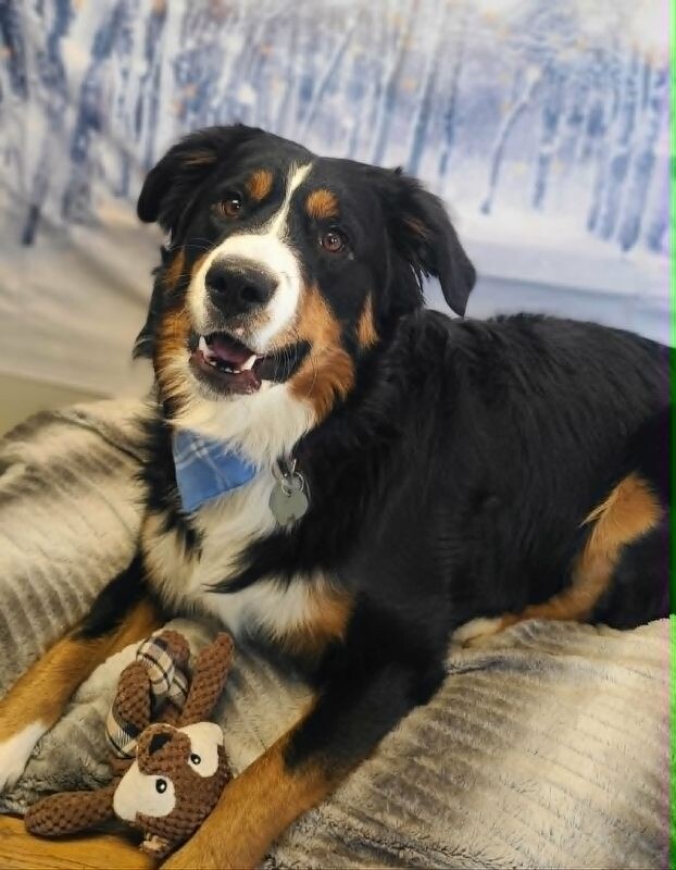 Picture of the Animal Listed